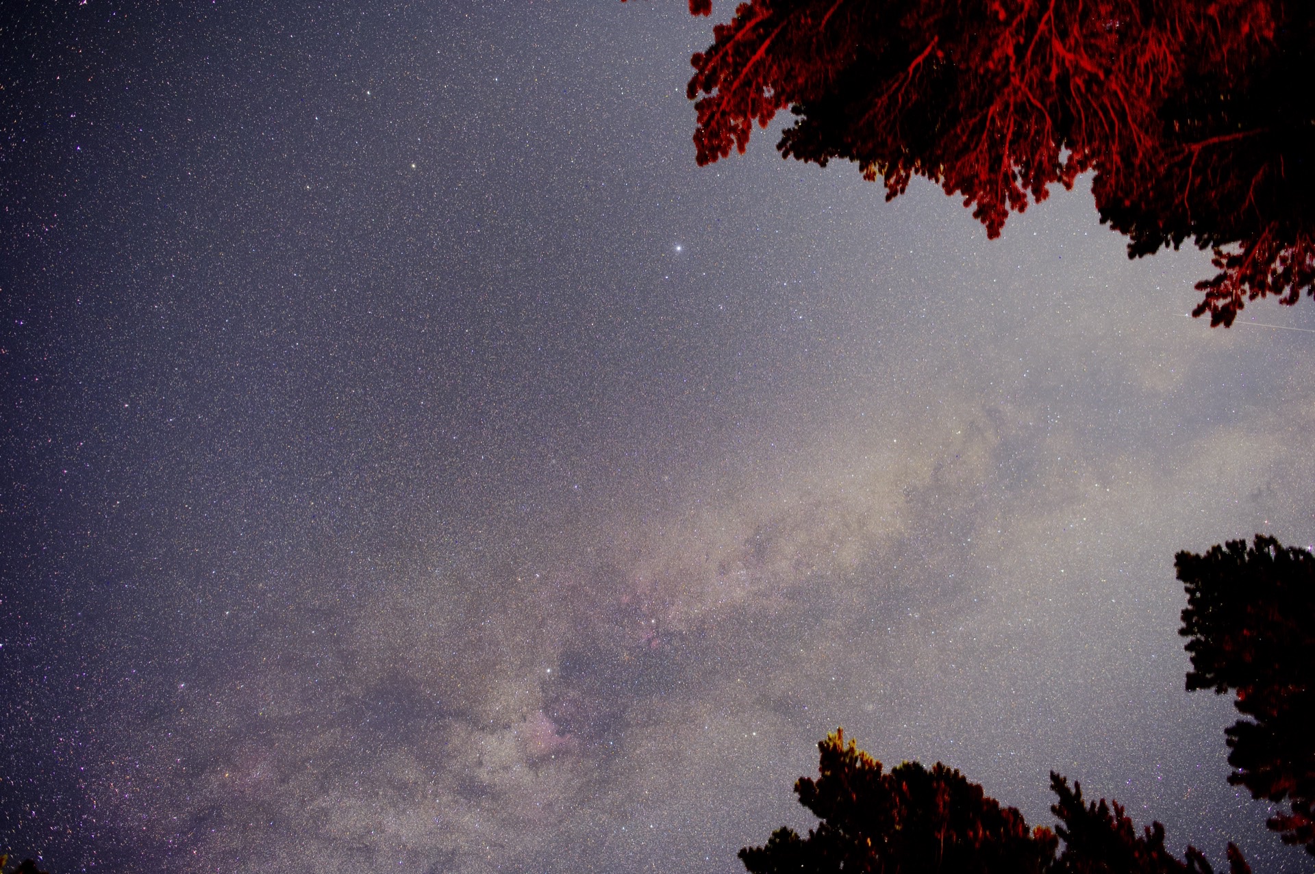 The Milky Way above Big Pine, framed by trees, the dust lane pale rose and cream.
